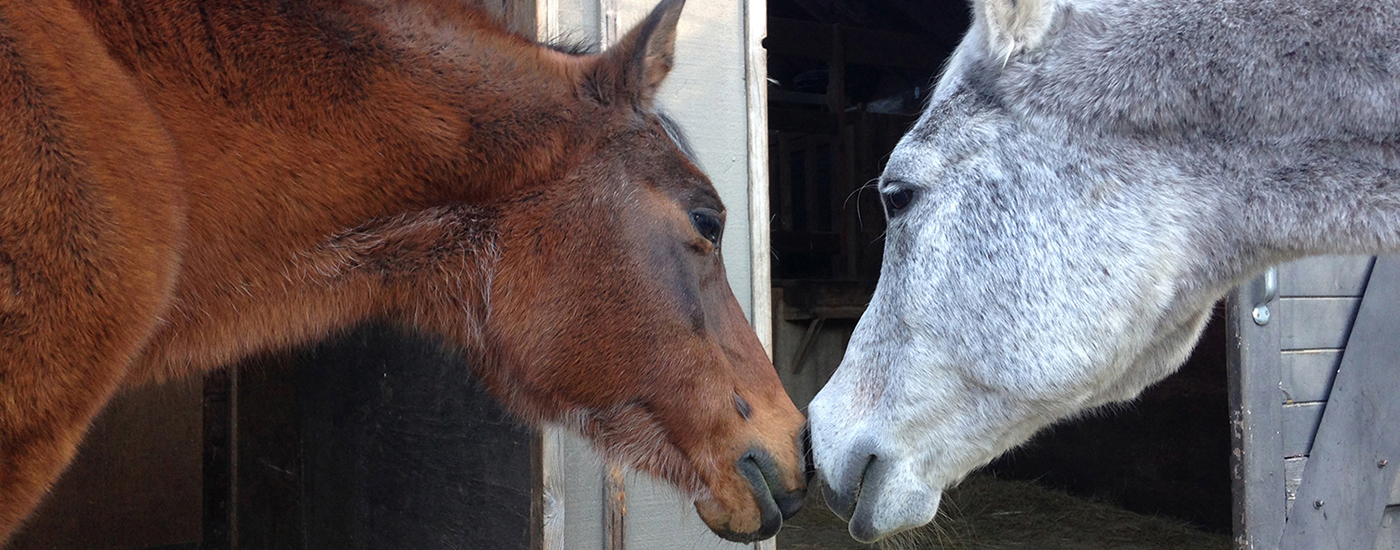 Pasture pets